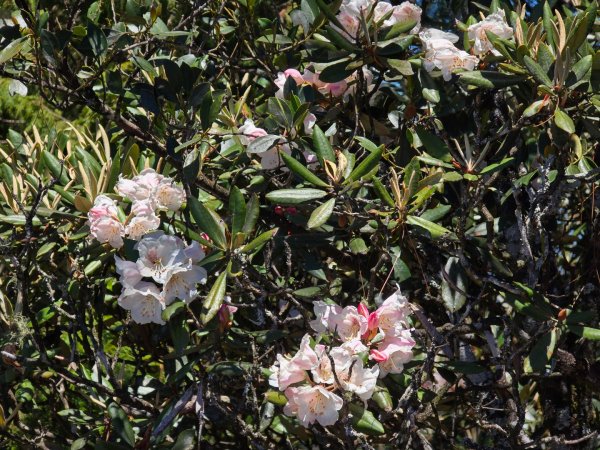 鳶嘴山杜鵑盛開2770235