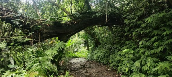 新竹內灣．馬胎古道202506212823513