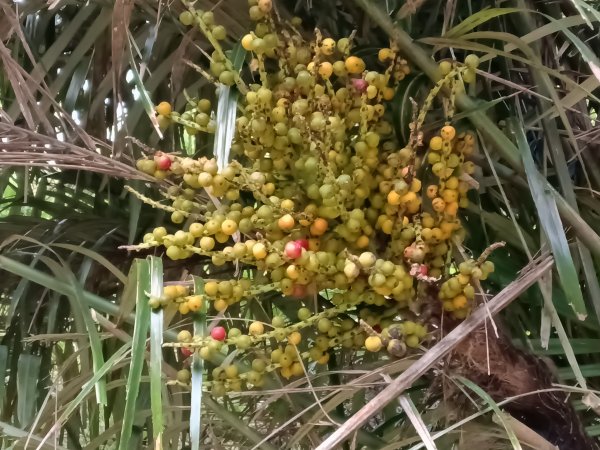貢寮區龍洞坑古道+苦苓嶺+南雅山+海園古道O型2954604