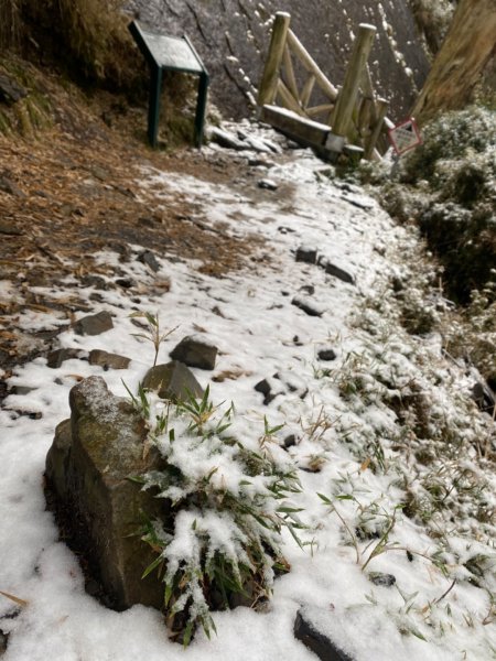 塔塔加-排雲山莊。驚喜滿分的糖霜雪景1565834