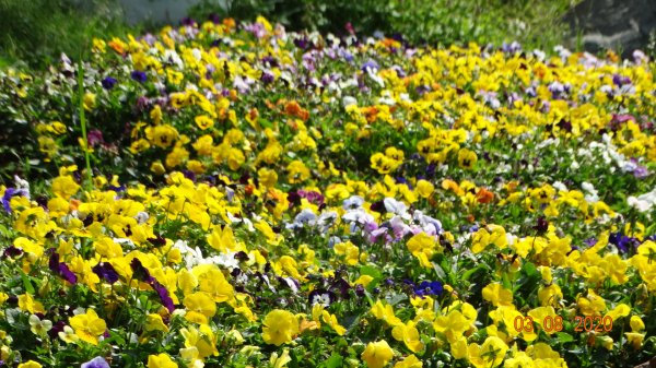 追花是簡單的快樂，賞花是恬淡的幸福。871165