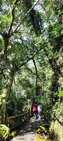 花蓮瑞穗．富源國家森林遊樂區景觀步道20260220