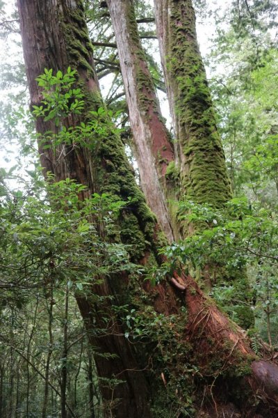 〔桃園復興〕拉拉山巨木，史詩級魔幻森林，75公頃紅檜 扁柏森林浴2237147