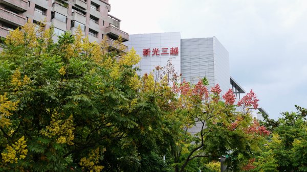 台灣欒樹,淡水紅樹林封面