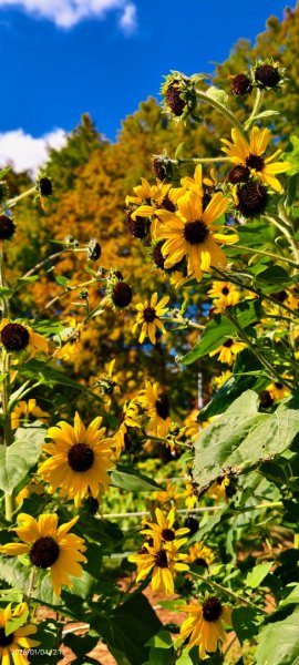 #花卉試驗中心 #永公路500巷 #平菁街42巷 #原住民公園 #士林官邸 1/42976506