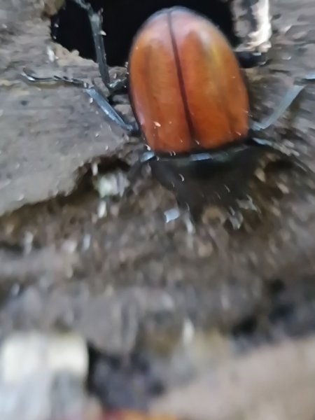 苗栗馬拉邦山2983714