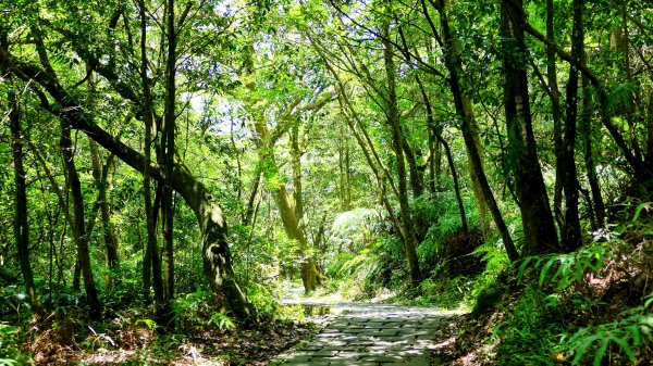 內雙溪自然中心2808699