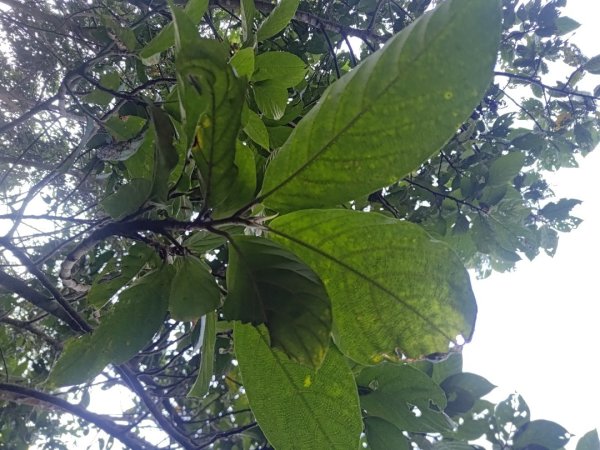 植物照片雞籠山九龍山大凍山2395687