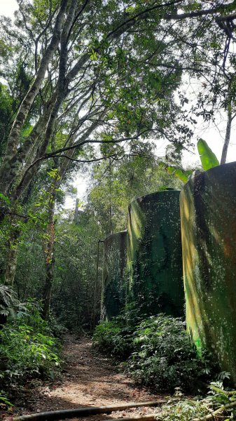 《苗栗》山中水晶蘭｜南庄向天湖山三連峰O型202203131639733