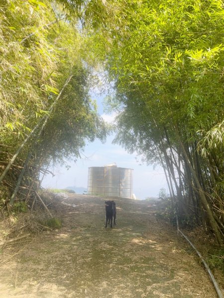 後棟仔山、挑筍古道、大尖山2920254