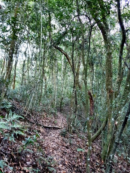 盧山六寶-再生山1616330