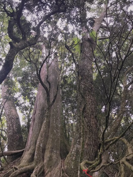 來挑戰吧~油霞麥縱走1362578