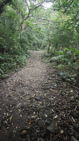 2025-0505 觀音山土路追桐花+牛港稜步道2781371