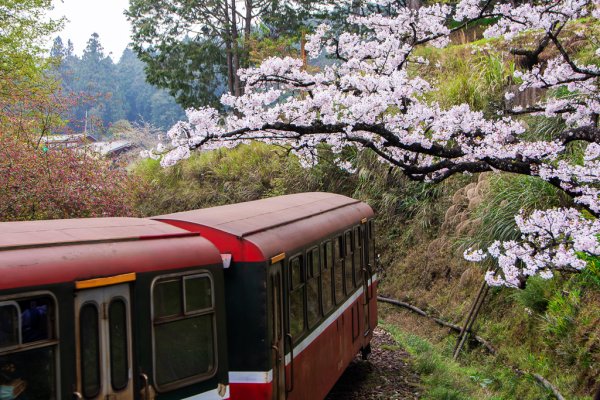 2026-03-28 阿里山3027231