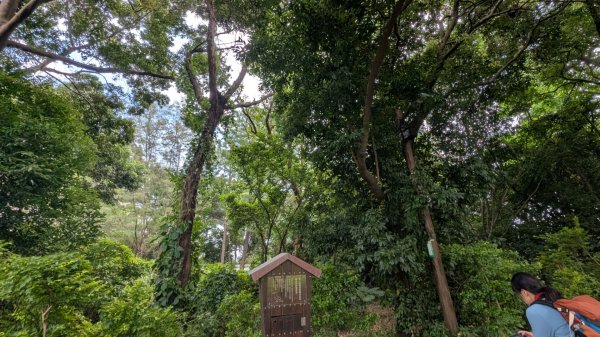 20250629大湳森林公園好所在2823584