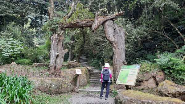 《南投》銀杏湖｜杉林溪青龍瀑布越嶺古道燕庵步道202210151880103