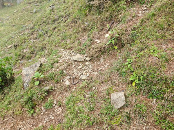 [山海圳_聖山之路_第二段4/4] 2026_0802 菊池氏龜殼花 (聖山之路國寶蛇)3109277