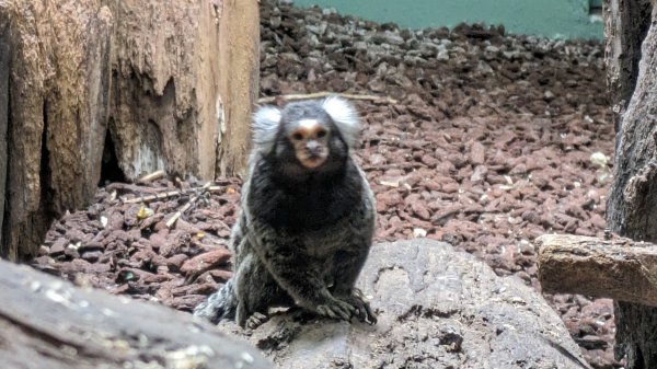 木柵動物園2322113