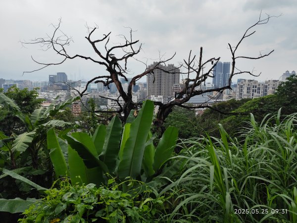 小金面山→西湖山→論劍山→剪刀石山→金面山步道2796815