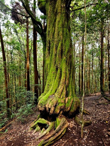野馬瞰山步道-2025森遊竹縣皮皮獅探險隊2895236