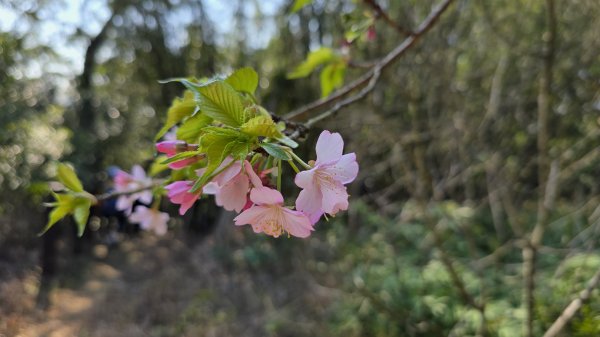 2025楓樹湖木蓮花即將大爆發，近似球形的花朵枝頭綻放，滿山滿谷粉紅泡泡，相當浪漫2711975
