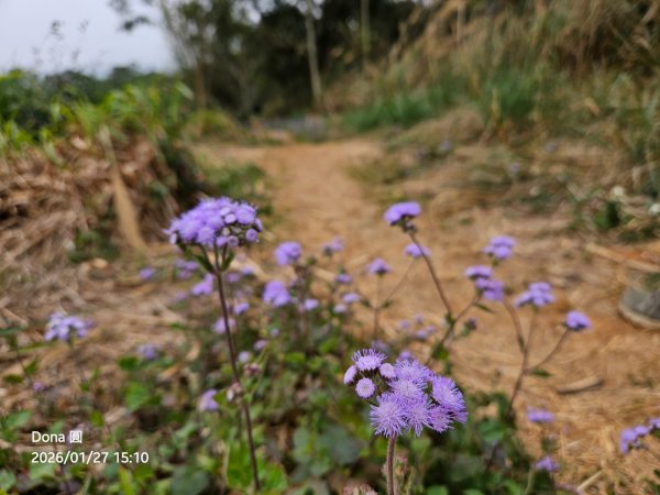 20260127三通嶺山.三義山(大桁茂山).慈濟山.大坪山大O走2990003