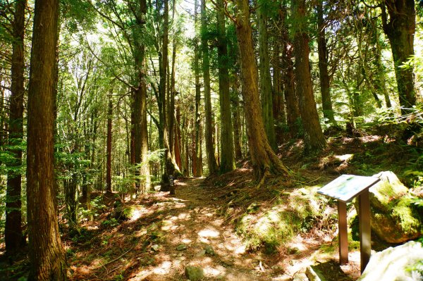 苗栗 泰安 榛山3078972