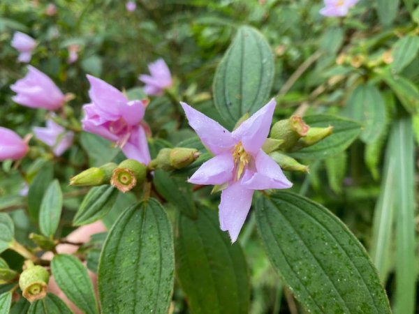 朝聖抹茶 Day 1 來去抹茶山3055398