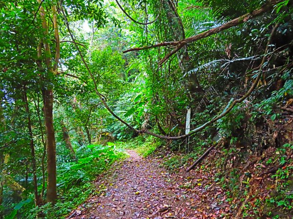 台灣阿凡達奇幻森林國度：大板根森林步道551231