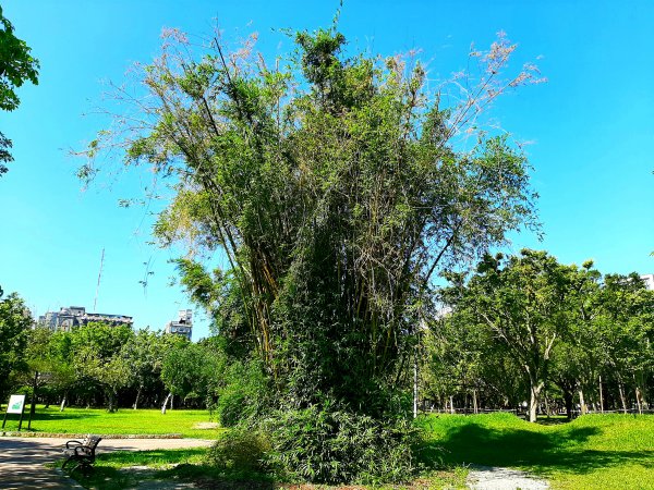 全臺齊步走｜碧潭、大安森林、大湖公園、淡水、花博、中正2230340