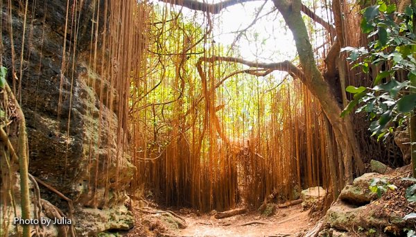 高雄柴山秘境 泰國谷 一簾幽夢878911