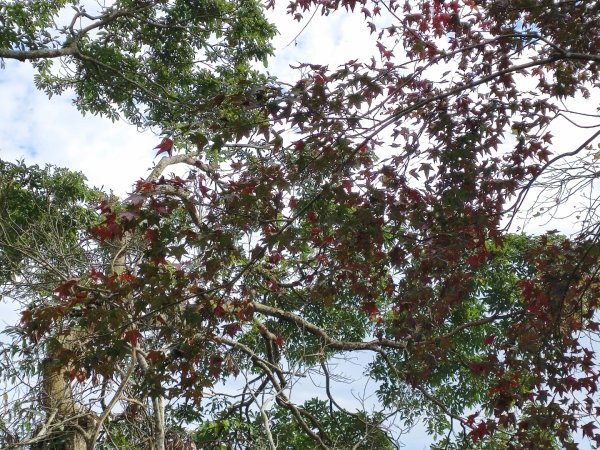 馬那邦山之雲海／雲瀑／楓紅／太陽琉璃光2668245