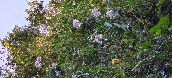 2025/08/23_白石山步道+石龜坑山O型2871080