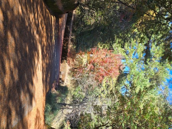 大雪山國家森林遊樂區賞楓／看神木／賞雪白山頭／賞大景2974254