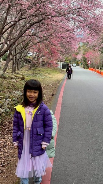 🌈2026.02.14+17武陵櫻花季✨FB：熊熊趴爬走🌈3004327