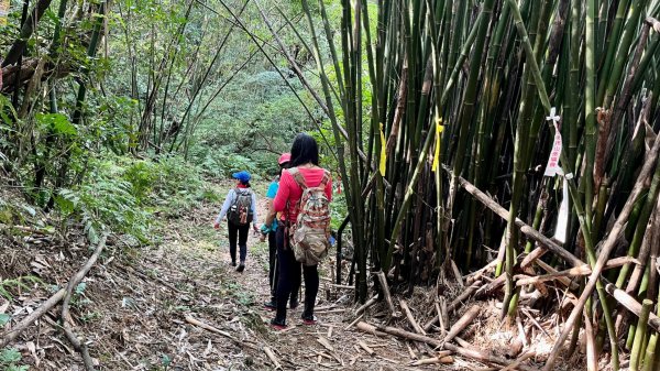 東勢大崙、東勢坑山、觀音湖山O走2986380