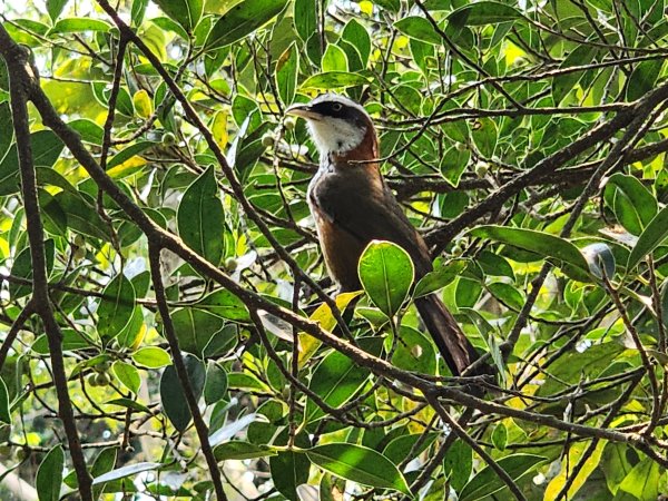 小百岳No.77⛰壽山3025163