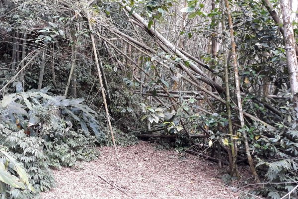 【嘉義】青雲山-五棲嶺-水水古道 探勘趣967086