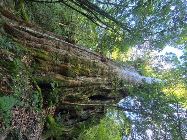 干卓萬山單座百岳驚見‘’萬大豹、水鹿大軍、圓月、雲海、藍天大景2632654