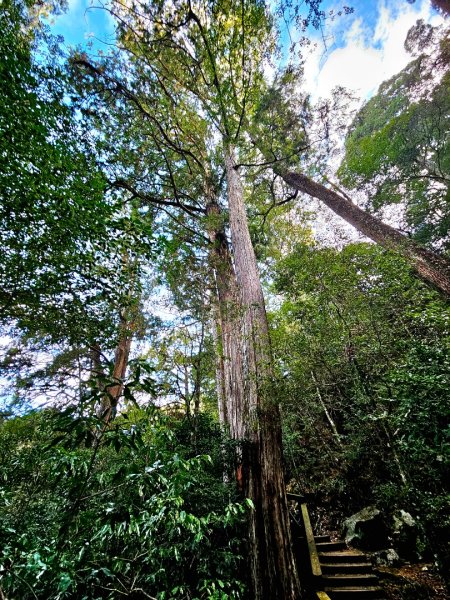大雪山森林遊樂區森林浴步道2966027