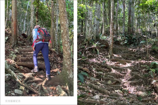 【谷關七雄】八仙山主峰步道2894863