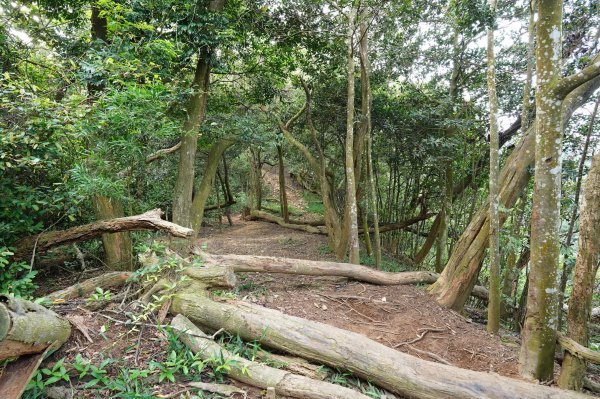 苗栗 長潭坑山、大坑尾山、三角山、雙峰山2598361