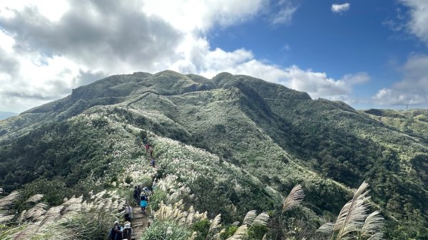 黃金三稜賞芒花2950884