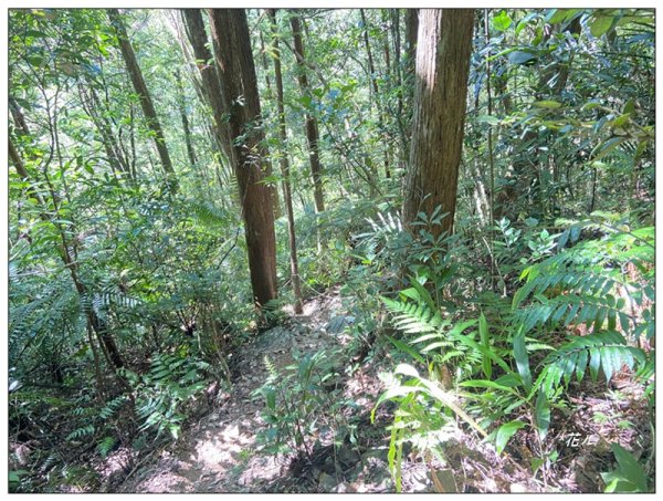 卡拉莫基步道、哈盆古道、波露南山 連走3094788
