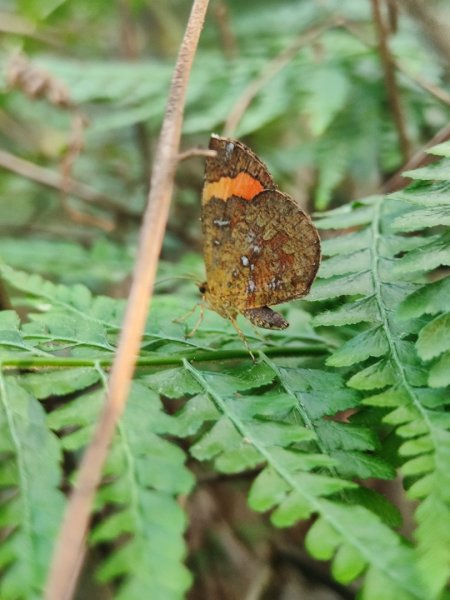 後花園散散步2977474