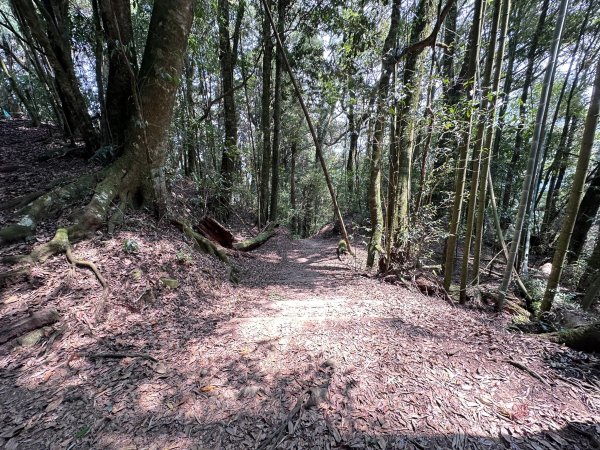 霧之道接茶之道登樂野山和霹靂山2480690