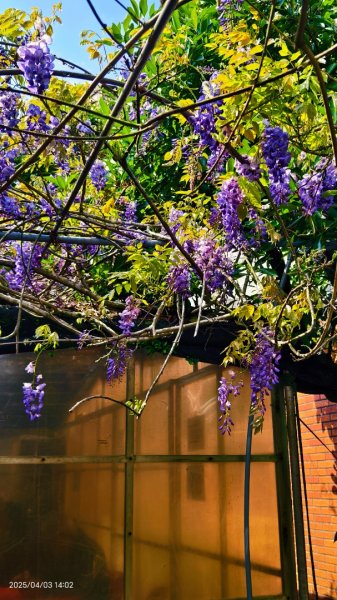 追花是簡單的快樂，賞花是恬淡的幸褔 4/32751462