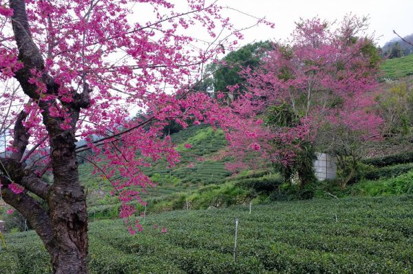 草坪頭櫻花李花梅花開336396