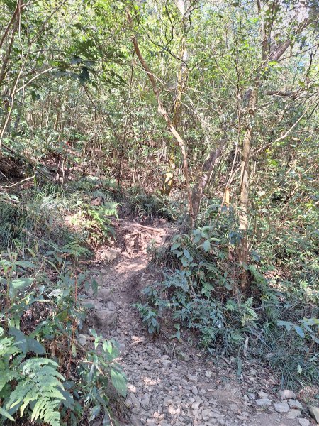 德文山(觀望山)202601052978639