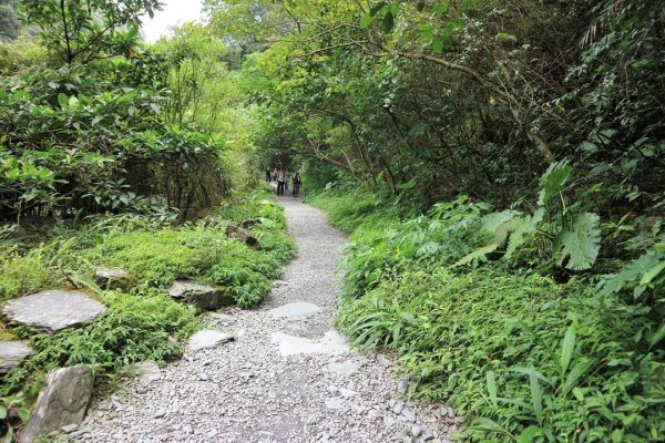 宜蘭冬山  新寮瀑布步道，冬山古橋。冬山河的水流源頭  唯美森林系瀑布2167473